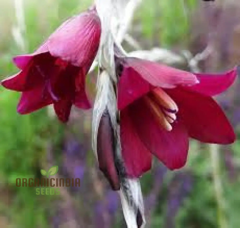 Angel’s Fishing Rods flower seeds graceful arching blooms