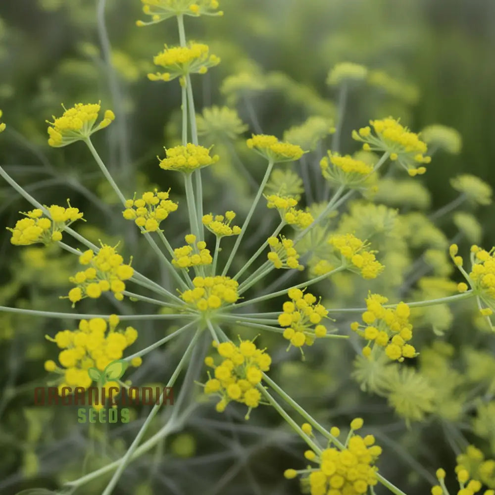 Anise Plant