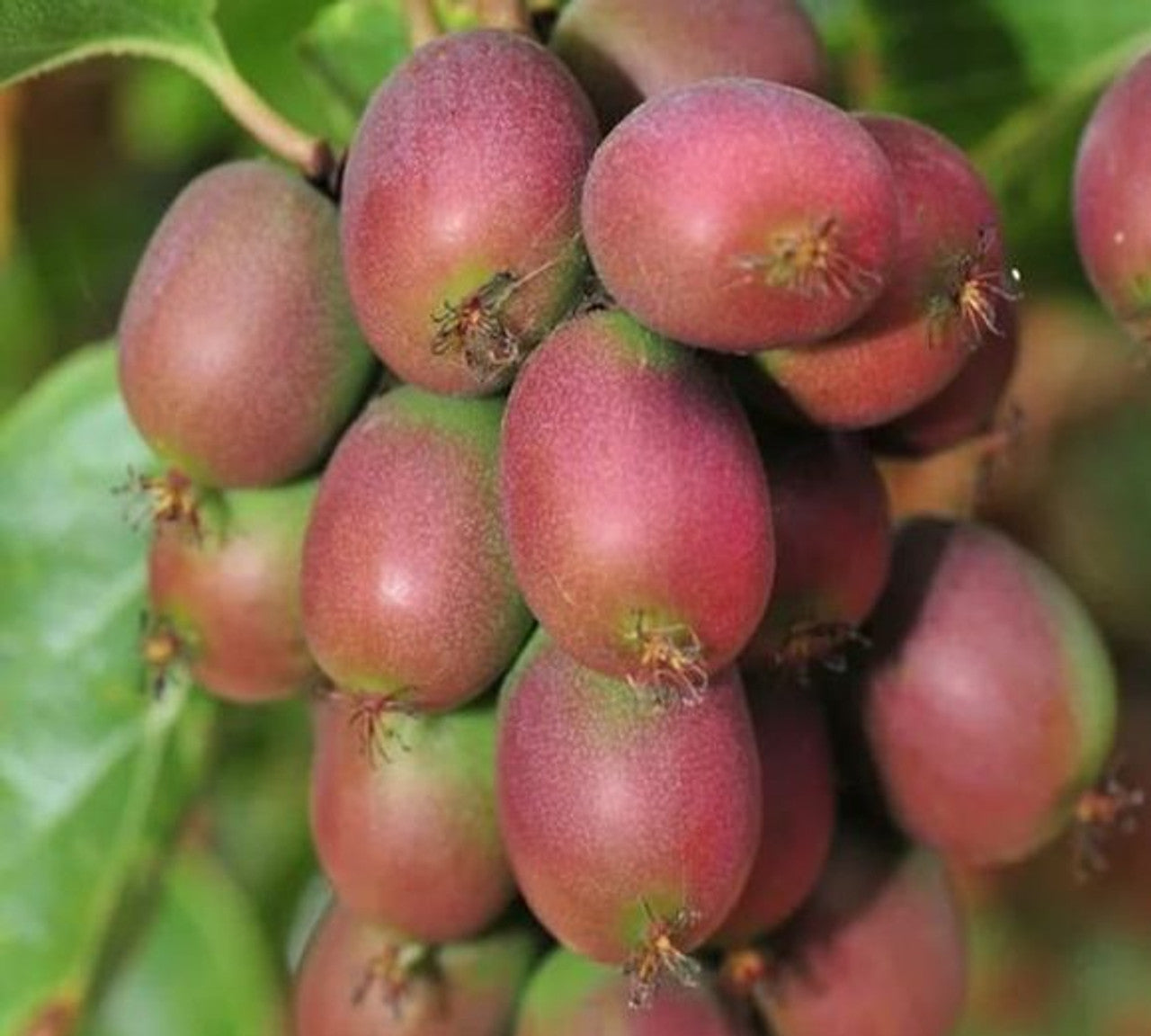 Anna Kiwi Fruits Growing on Vine