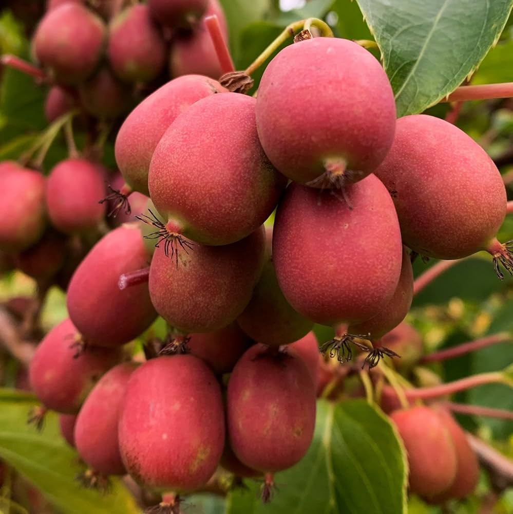 Anna Kiwi Seeds for Planting