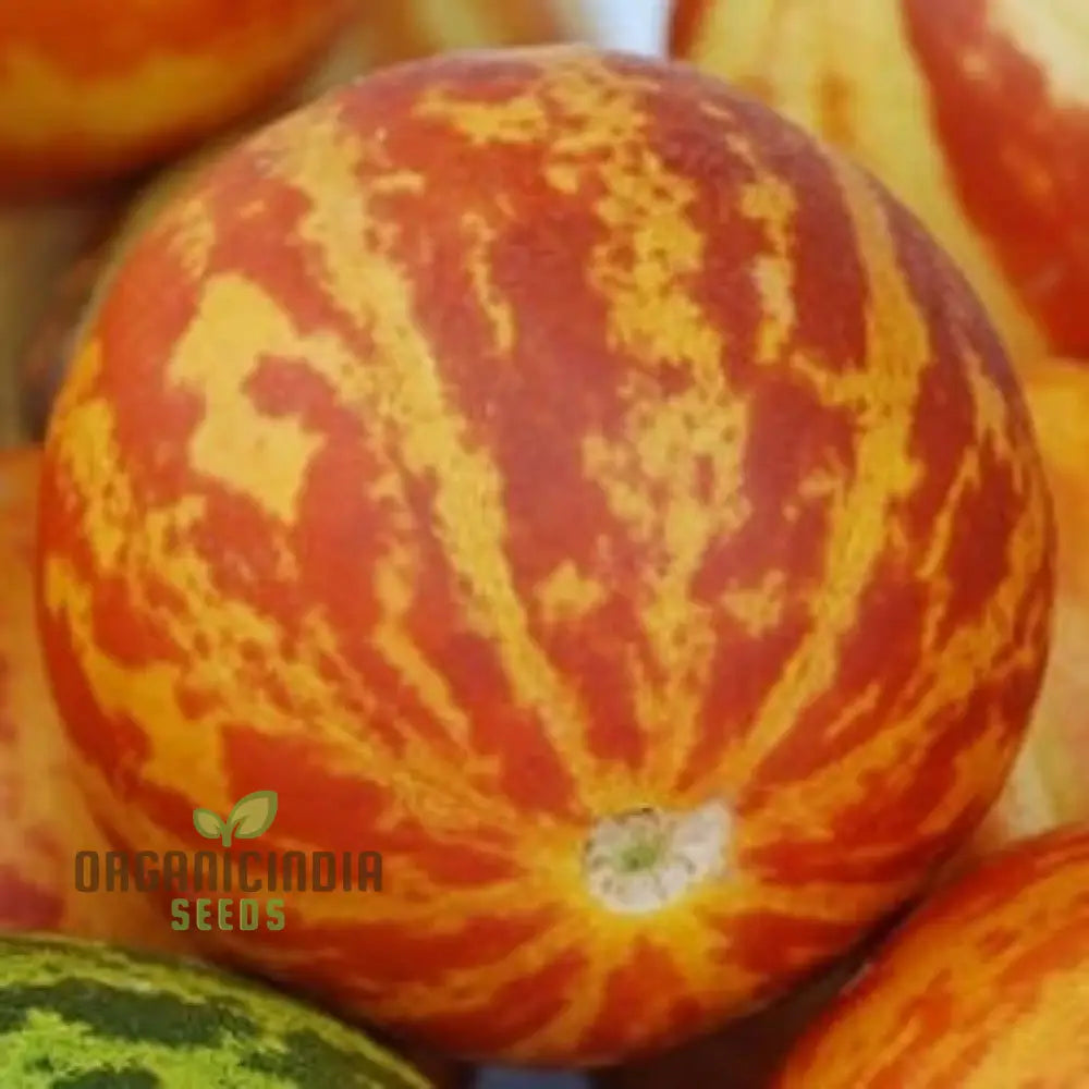 Anneâ€™s Pocket Melon Seeds For Planting - Prescott Fond Blanc: Exquisite Gardening Delights Await