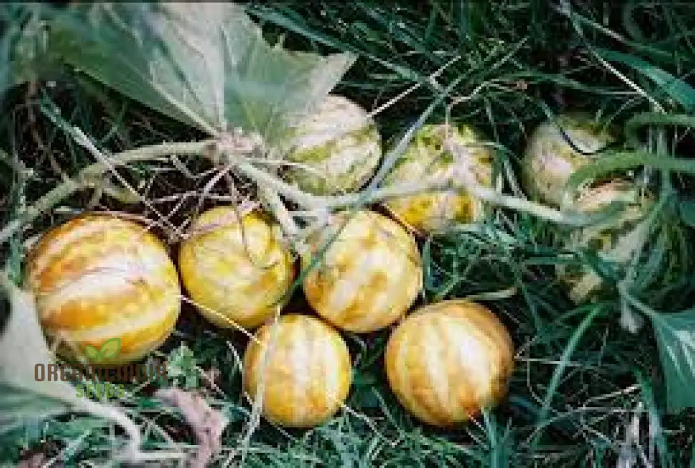 Anneâ€™s Pocket Melon Seeds For Planting - Prescott Fond Blanc: Exquisite Gardening Delights Await