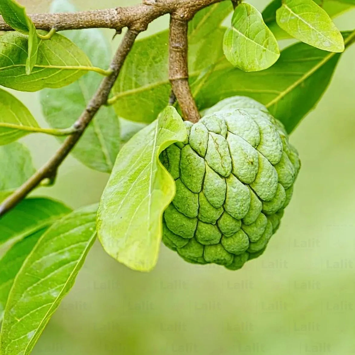 Annona reticulata fruit seeds for growing custard apple trees