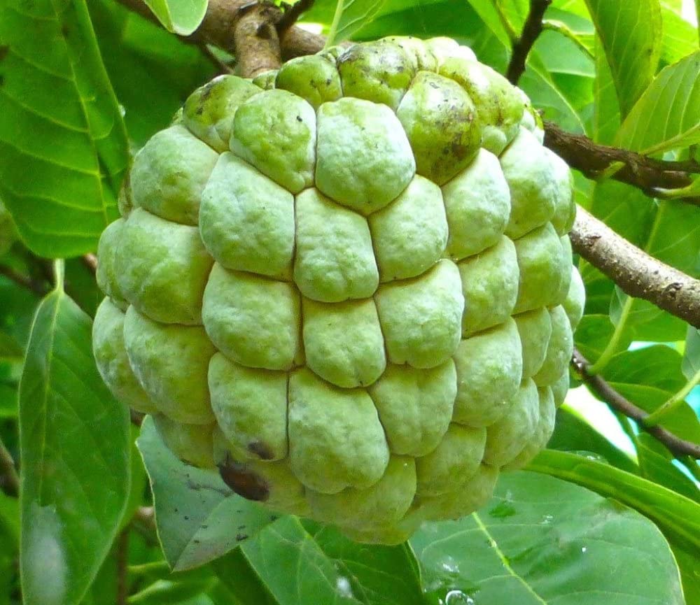 Non-GMO Annona squamosa seeds producing sweet sugar apples
