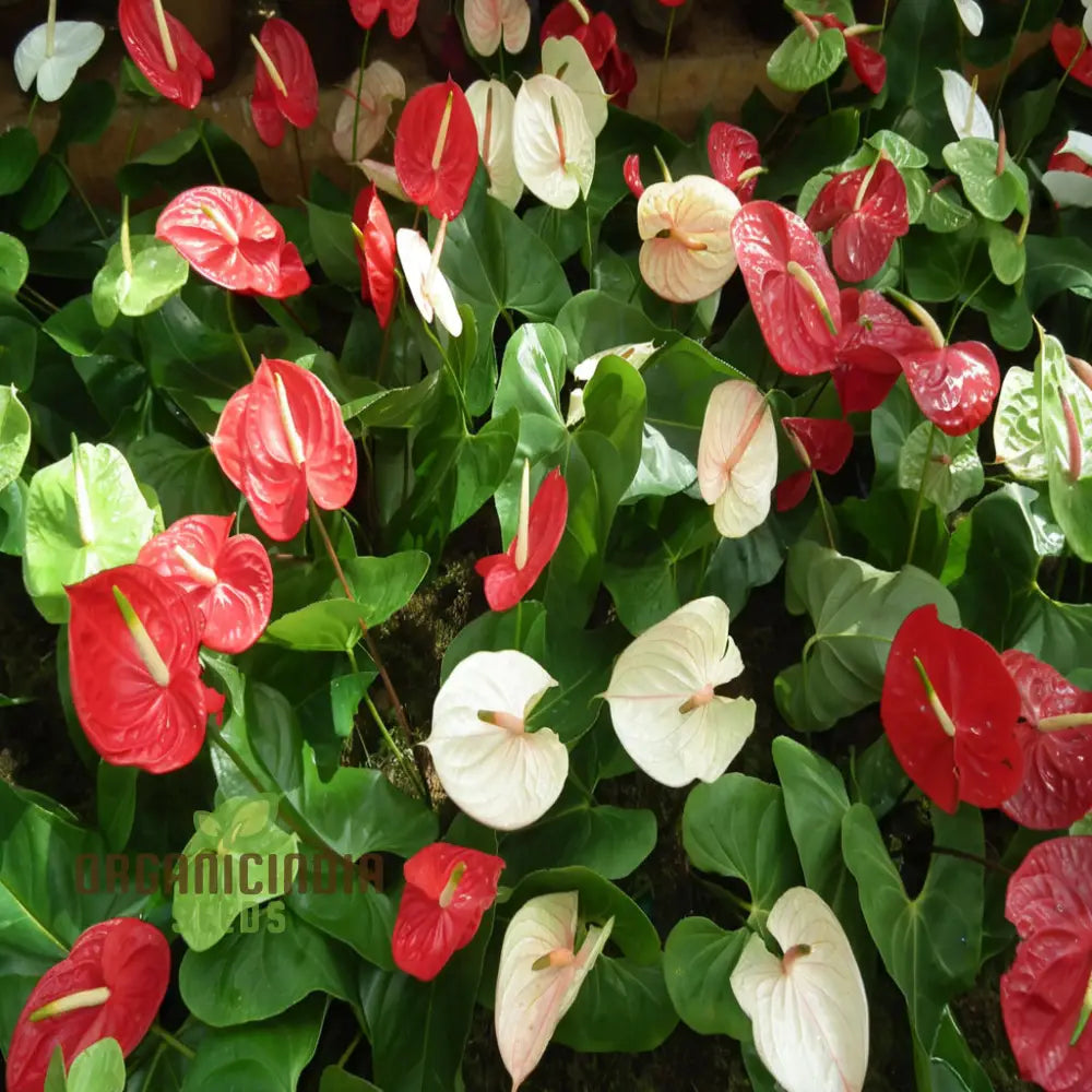 Anthurium Mixed Flower Seeds for Vibrant Garden Blooms