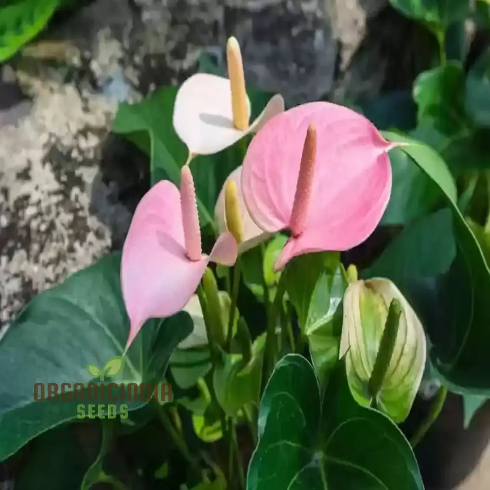 Mature Pale Pink Anthurium Andraeanu with Glossy Foliage