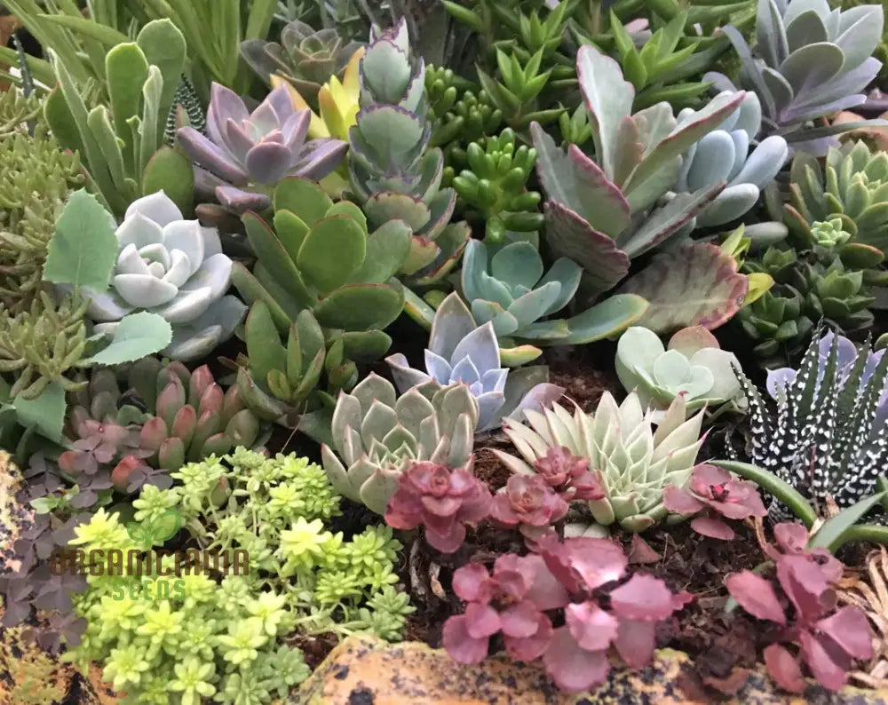 Anti-Radiation Mix Succulents Seeds Pack â€“ Grow 200 Indoor & Outdoor All-Season Varieties To Keep
