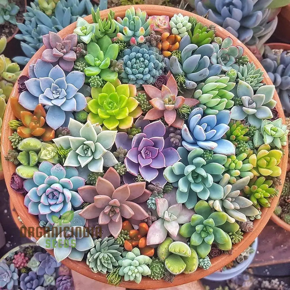 Anti-Radiation Mix Succulents Seeds Pack â€“ Grow 200 Indoor & Outdoor All-Season Varieties To Keep