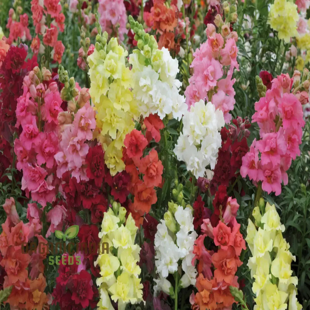 Antirrhinum Madam Butterfly plants in garden display