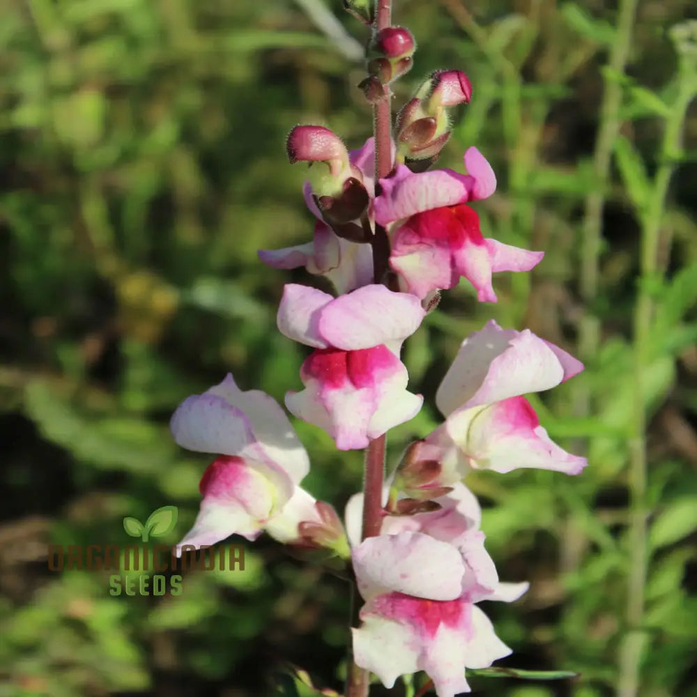 Antirrhinum Lucky Lips Seeds â€“ Elevate Your Gardening Experience With Unique Vibrant Blooms!