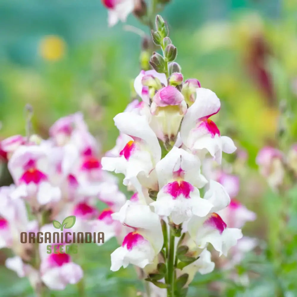 Antirrhinum Lucky Lips Seeds â€“ Elevate Your Gardening Experience With Unique Vibrant Blooms!