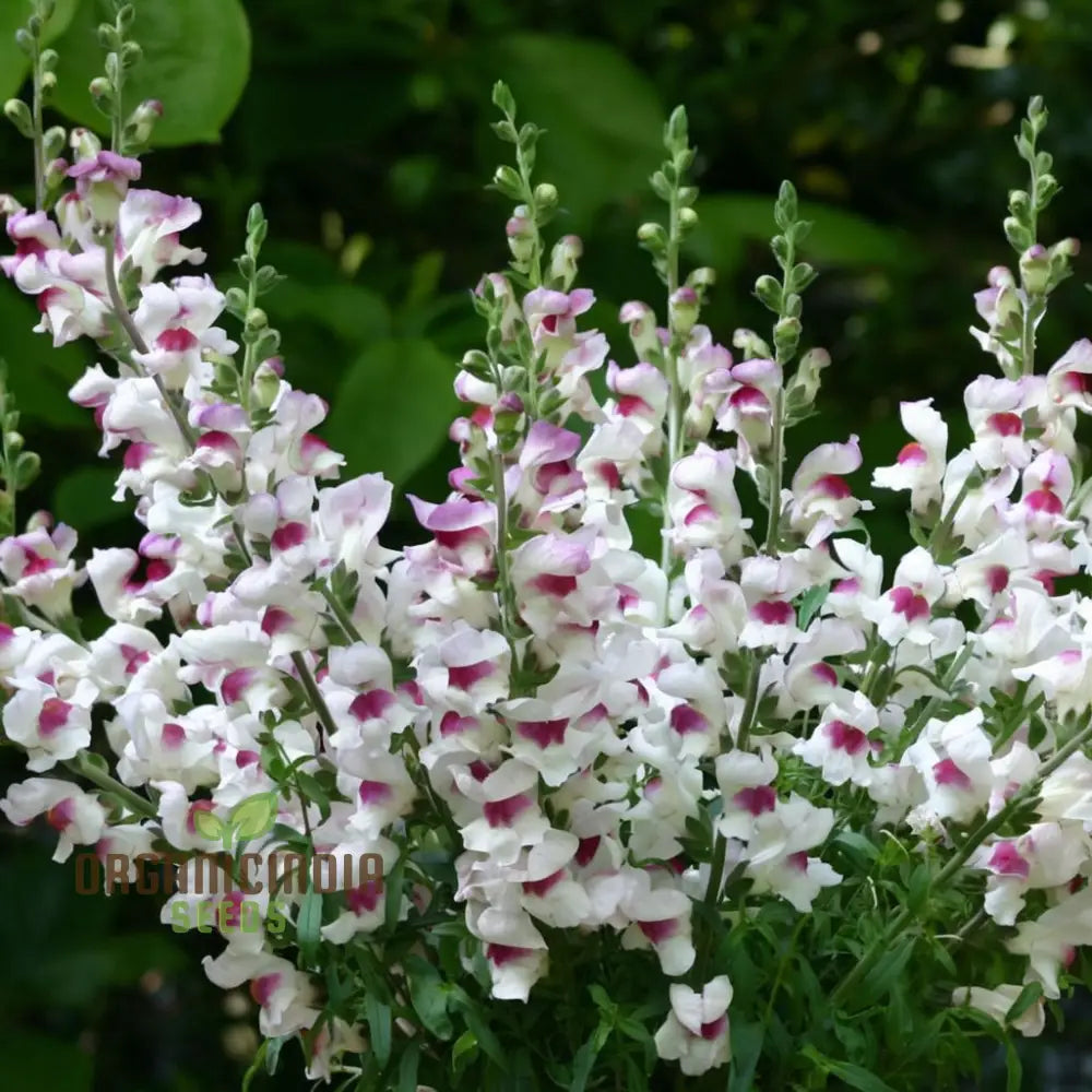 Antirrhinum Lucky Lips Seeds â€“ Elevate Your Gardening Experience With Unique Vibrant Blooms!