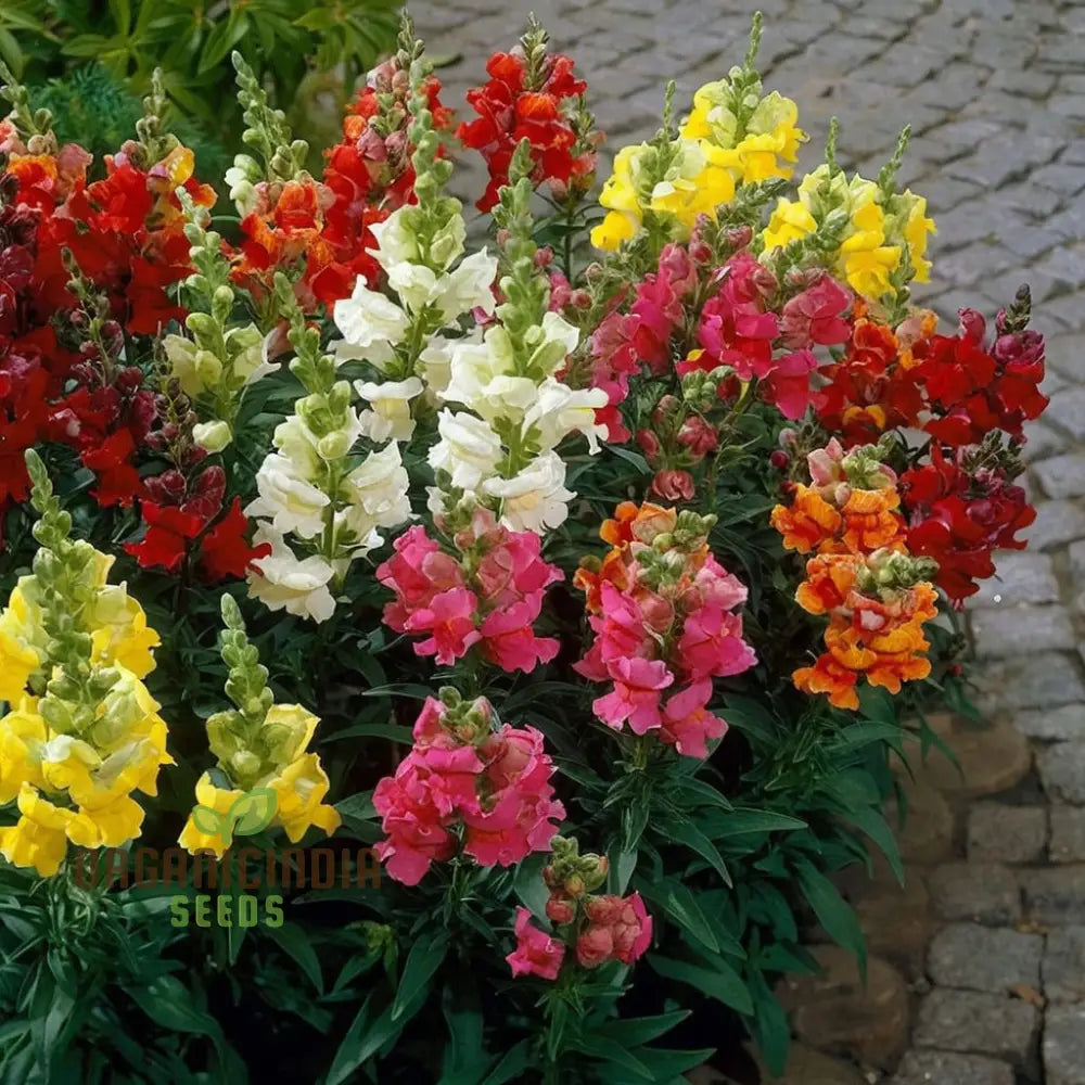 Antirrhinum Madam Butterfly Flower Seeds â€“ Elevate Your Gardening Experience With Vibrant