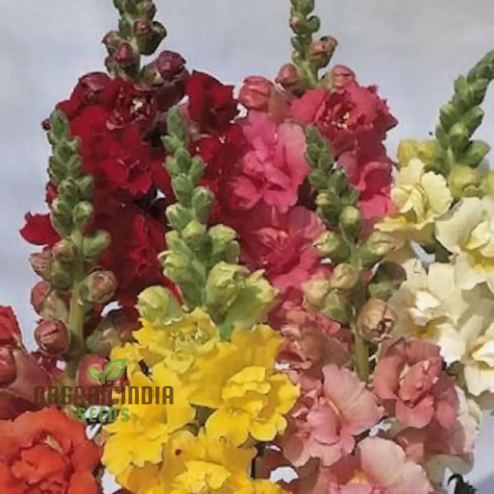 Antirrhinum Madam Butterfly Flower Seeds â€“ Elevate Your Gardening Experience With Vibrant