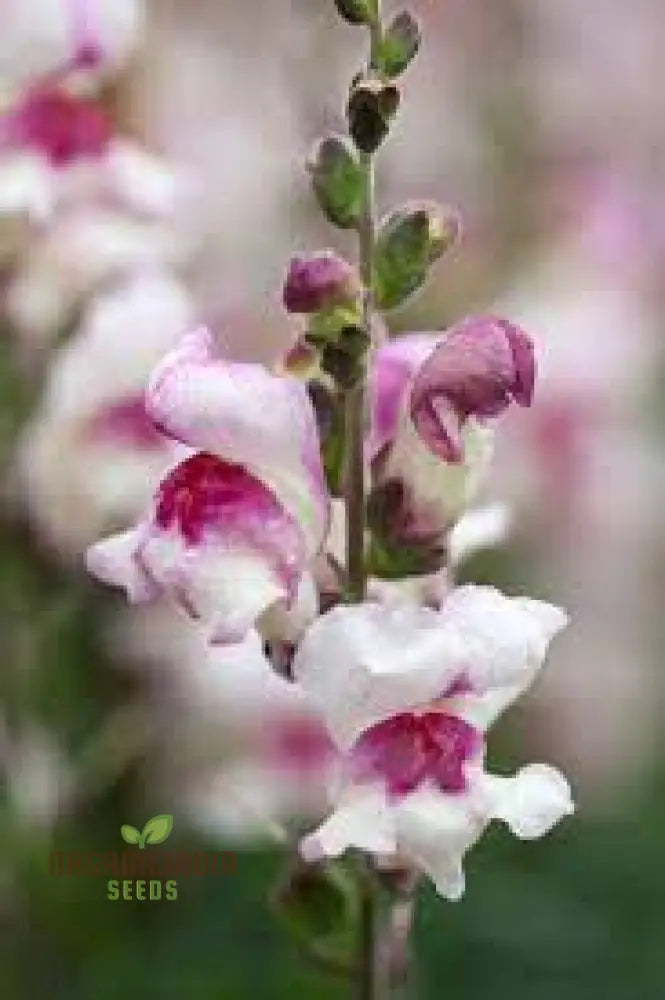 Antirrhinum Majus â€™Lucky Lipsâ€™ - Vibrant Snapdragon For Your Garden Delight