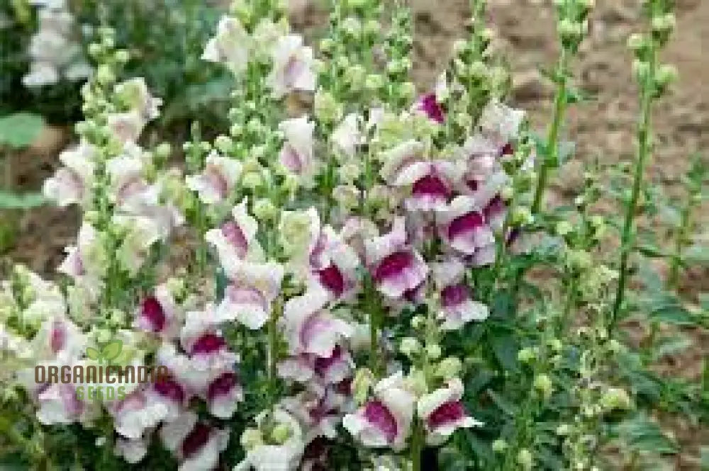 Antirrhinum Majus â€™Lucky Lipsâ€™ - Vibrant Snapdragon For Your Garden Delight