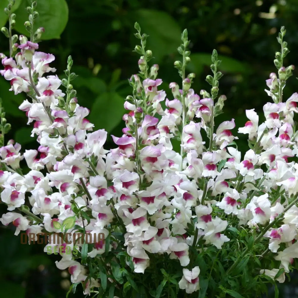 Antirrhinum Majus â€™Lucky Lipsâ€™ - Vibrant Snapdragon For Your Garden Delight
