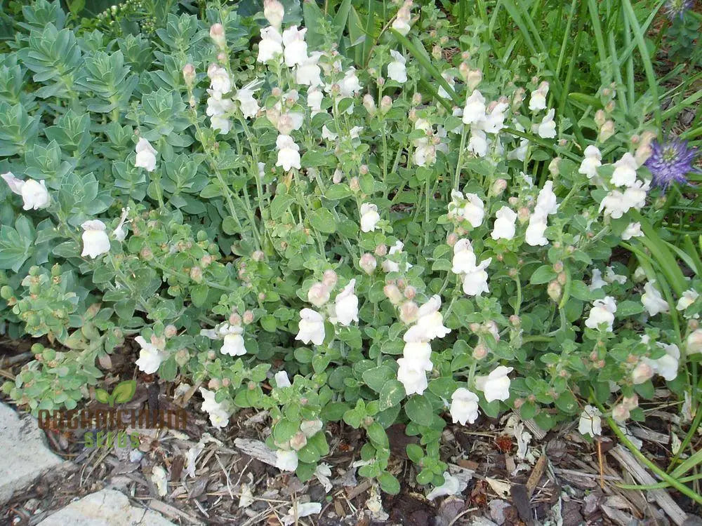 Antirrhinum Molle Seeds For Gardening â€“ Beautiful And Hardy Snapdragon Flower Your Garden