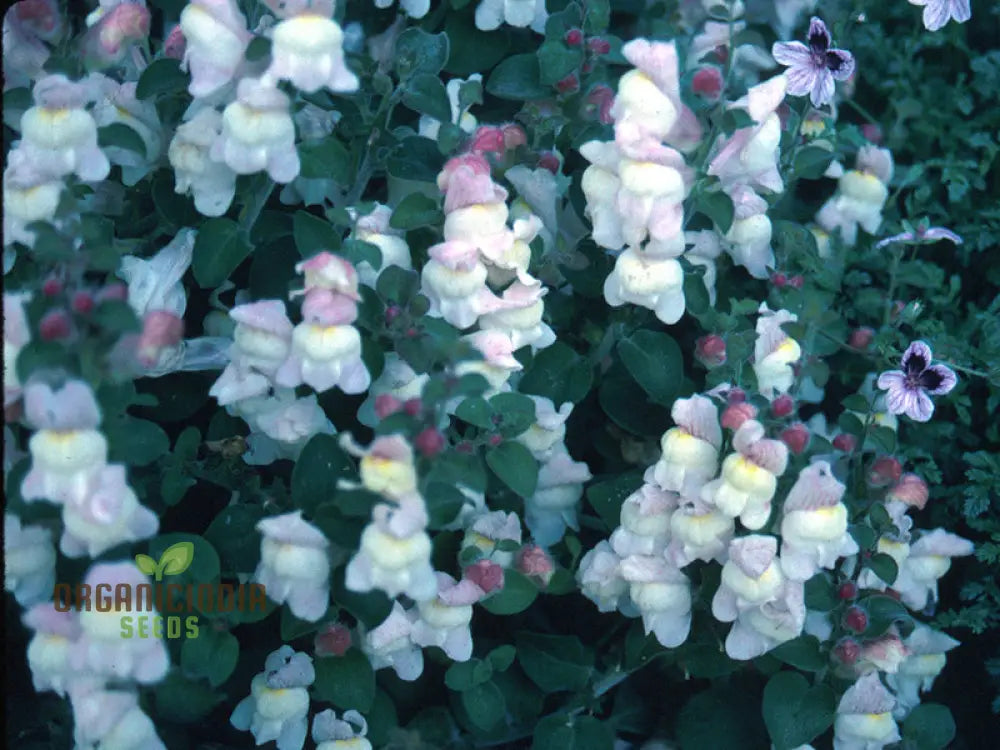 Antirrhinum Molle Seeds For Gardening â€“ Beautiful And Hardy Snapdragon Flower Your Garden
