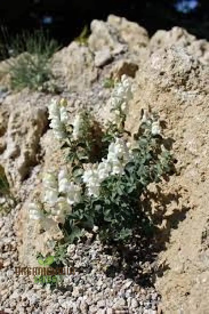 Antirrhinum Molle Seeds For Gardening â€“ Beautiful And Hardy Snapdragon Flower Your Garden