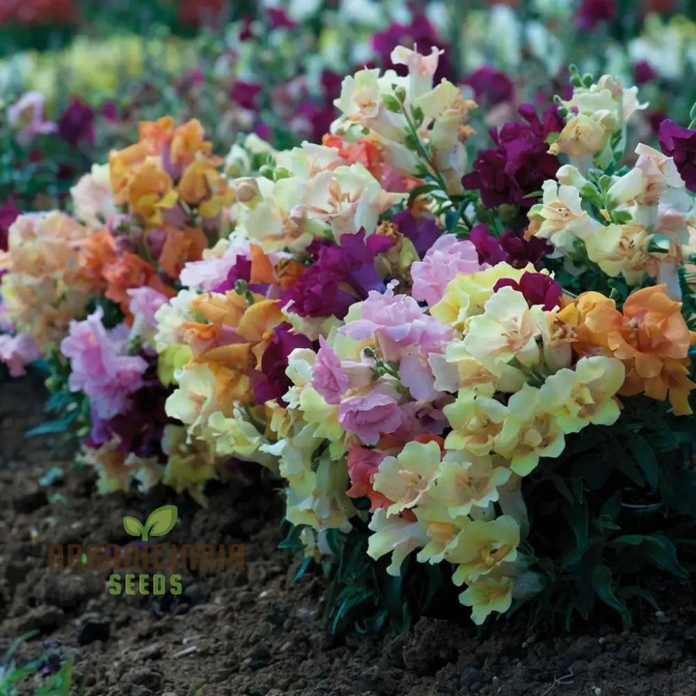 Antirrhinum Sweet Duet Mixed F1 Seeds â€“ Elevate Your Gardening Experience With Stunning Vibrant
