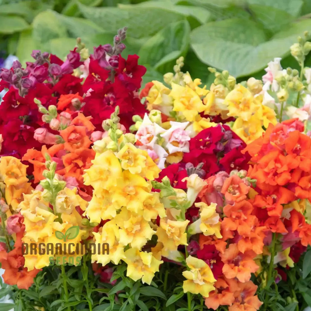 Antirrhinum Sweet Duet Mixed F1 Seeds â€“ Elevate Your Gardening Experience With Stunning Vibrant