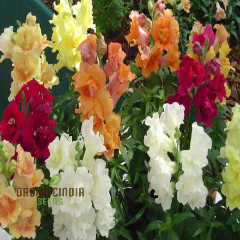 Antirrhinum Sweet Duet Mixed F1 Seeds â€“ Elevate Your Gardening Experience With Stunning Vibrant