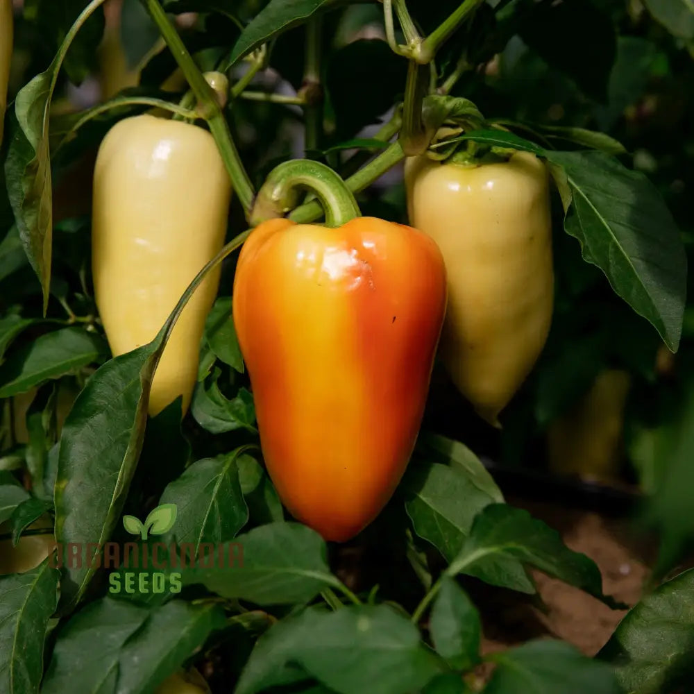 Mature Antohi Romanian Pepper Plant from Seeds, High-Yield Sweet Peppers