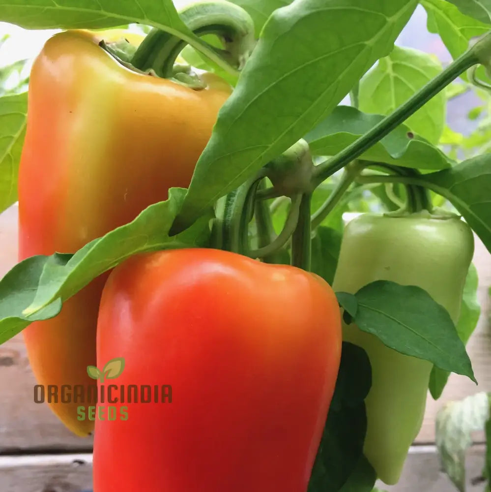 Antohi Romanian Pepper Seeds for Planting, Easy-to-Grow Sweet Peppers
