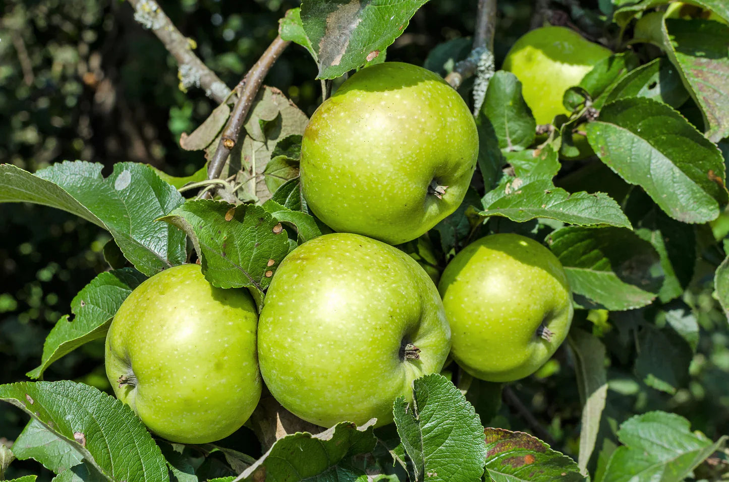 Antonovka apples growing on tree