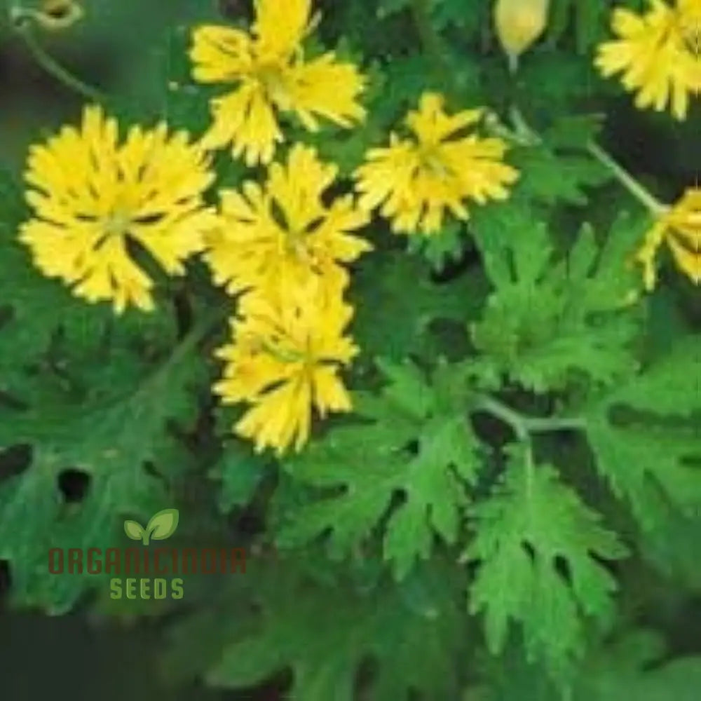 Apollo Chelidonium Majus â€™Laciniatumâ€™ Flower Seeds For Planting Premium Variety Garden Seeds