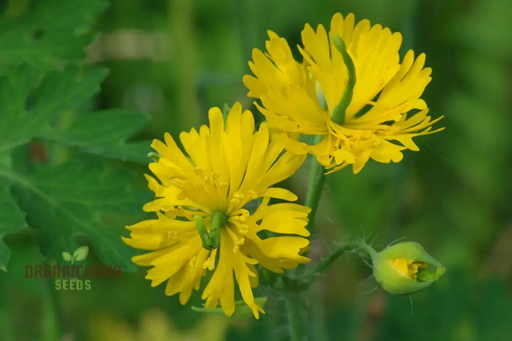Apollo Chelidonium Majus â€™Laciniatumâ€™ Flower Seeds For Planting Premium Variety Garden Seeds