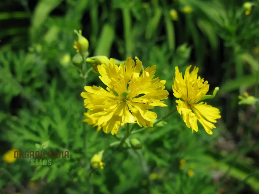 Apollo Chelidonium Majus â€™Laciniatumâ€™ Flower Seeds For Planting Premium Variety Garden Seeds