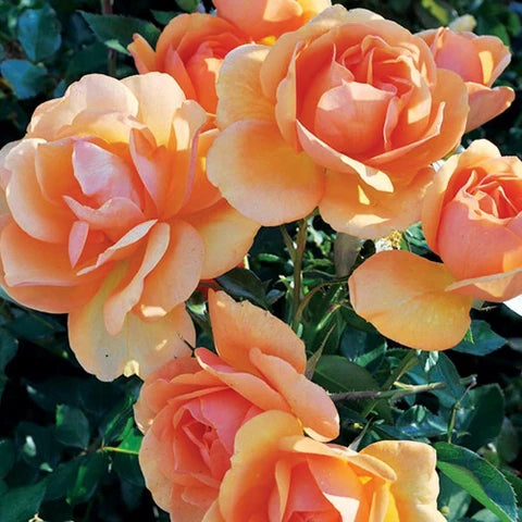 Apricot Rose Seed Variety for High Germination Flower Growth