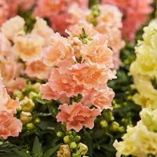 Apricot Snapdragon Seeds for Indoor Seed Starting and Gardening