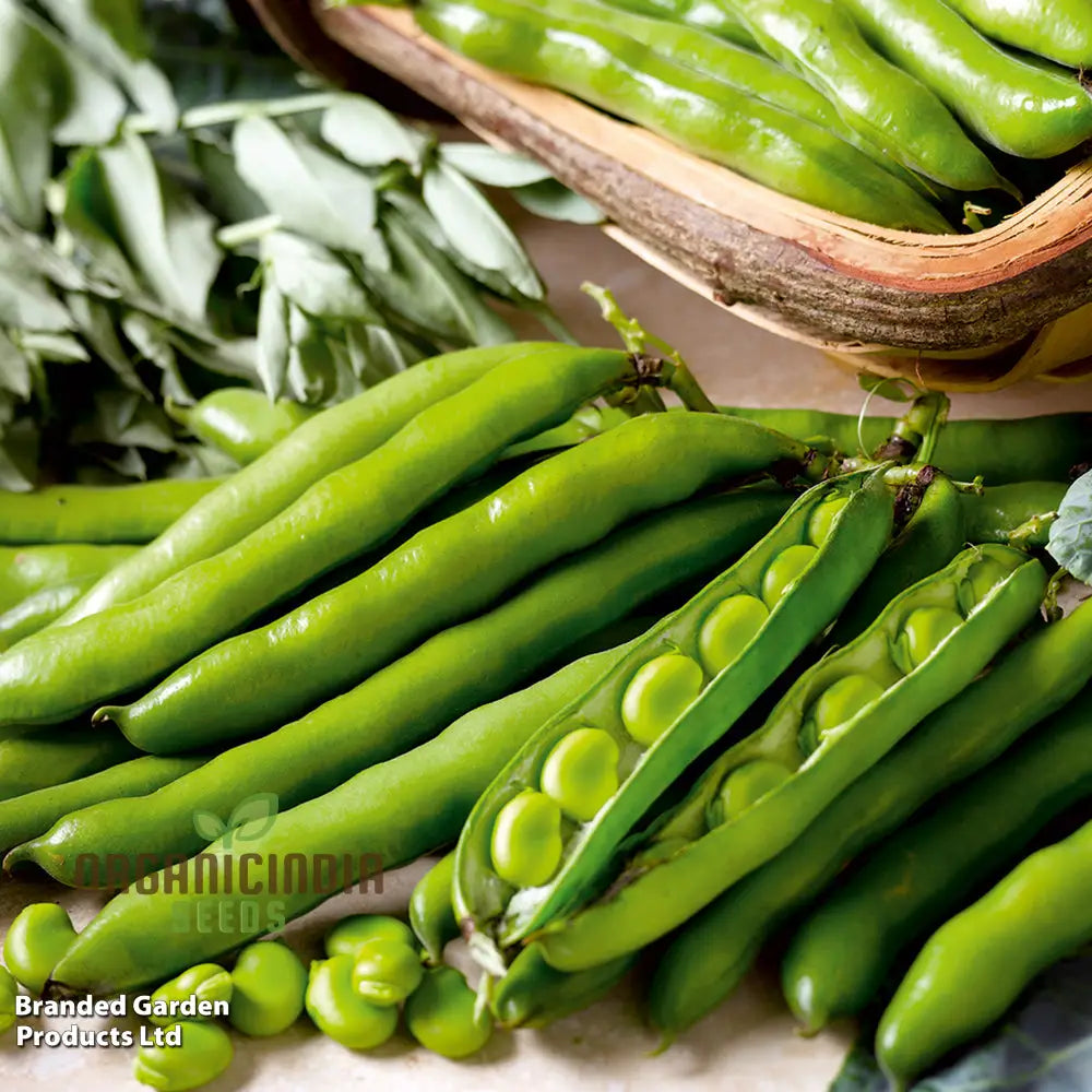 Mature Aquadulce Claudia Broad Bean Plant from Seeds, High-Yield Garden Beans