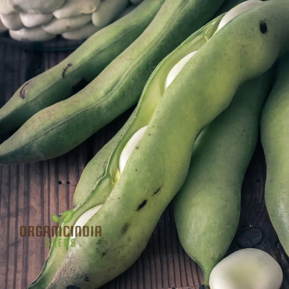 Fresh Aquadulce Claudia Broad Bean Pods from Seeds, Tender and Nutrient-Rich