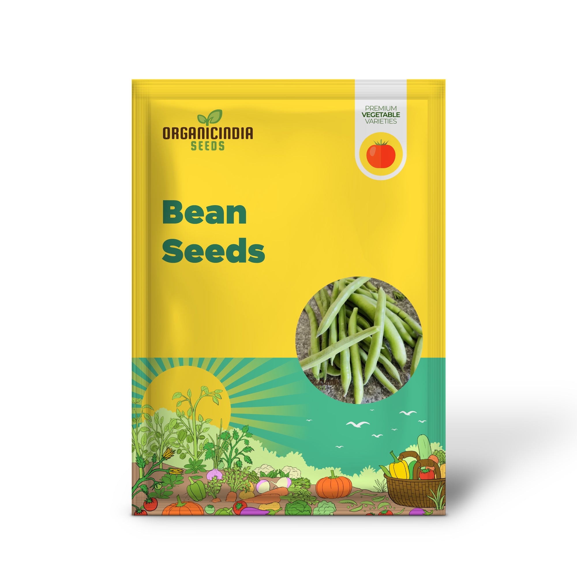 Aquadulce Claudia Broad Bean Seedling Growing from Seeds, Fast-Growing Bean Plant