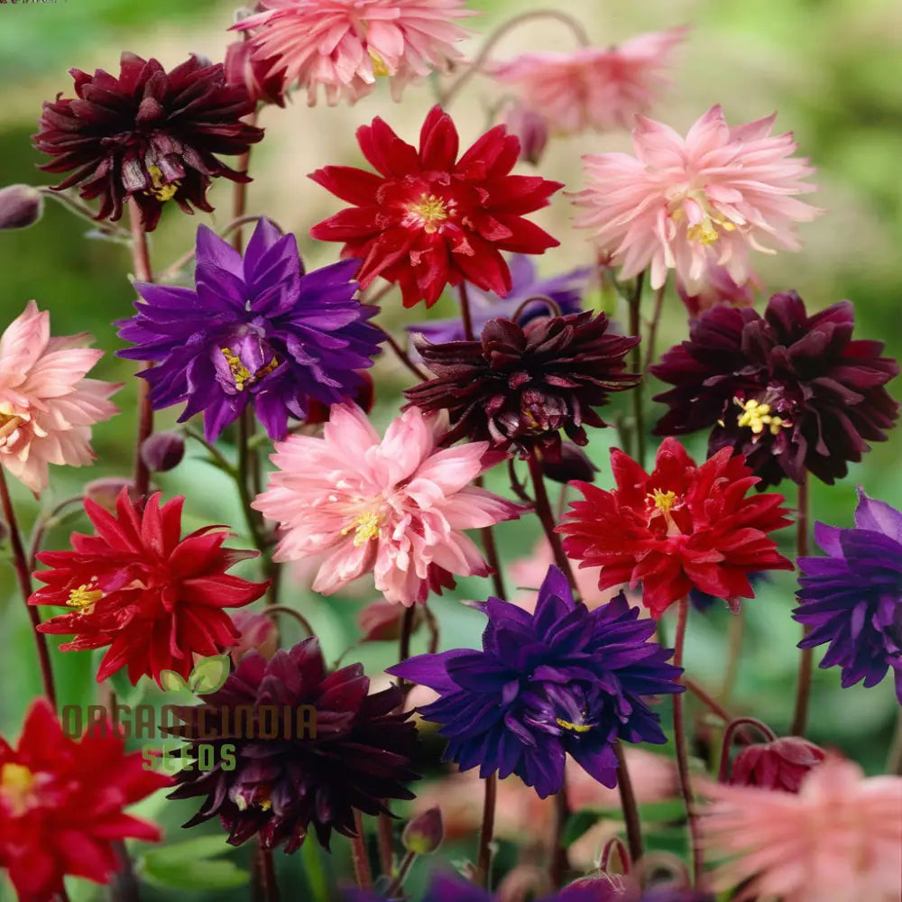 Aquilegia Barlow Mixed Seeds â€“ Elevate Your Gardening Experience With Diverse Stunning Blooms!