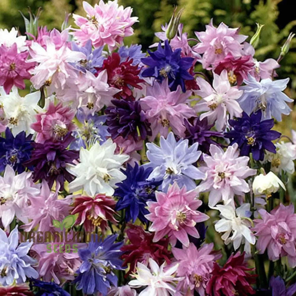 Aquilegia Barlow Mixed Seeds â€“ Elevate Your Gardening Experience With Diverse Stunning Blooms!
