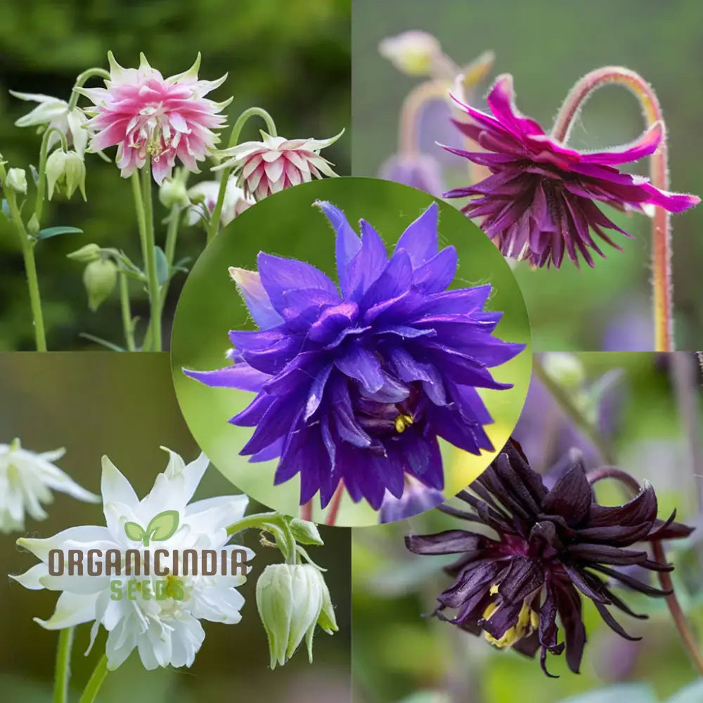Aquilegia Barlow Mixed Seeds â€“ Elevate Your Gardening Experience With Diverse Stunning Blooms!