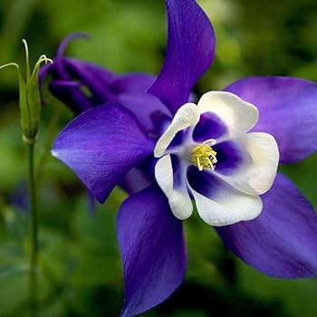 Aquilegia Bertolonii Seeds for Early Spring Garden Blooms