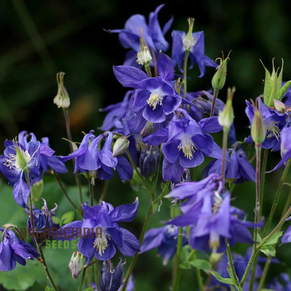 Rare Aquilegia Bertolonii Seeds for Elegant Columbine Flowers