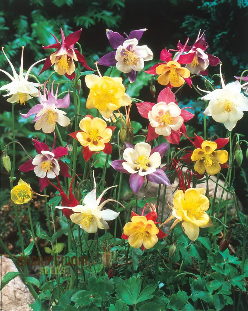Aquilegia Columbine Mixed Blooms for Ornamental Gardens