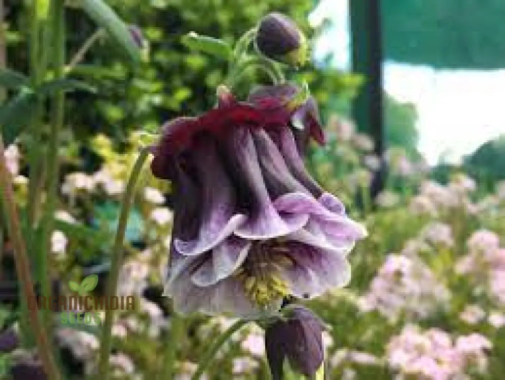 Aquilegia Cottage Garden Mix Seeds - Premium Gardening For Beautiful Gardens