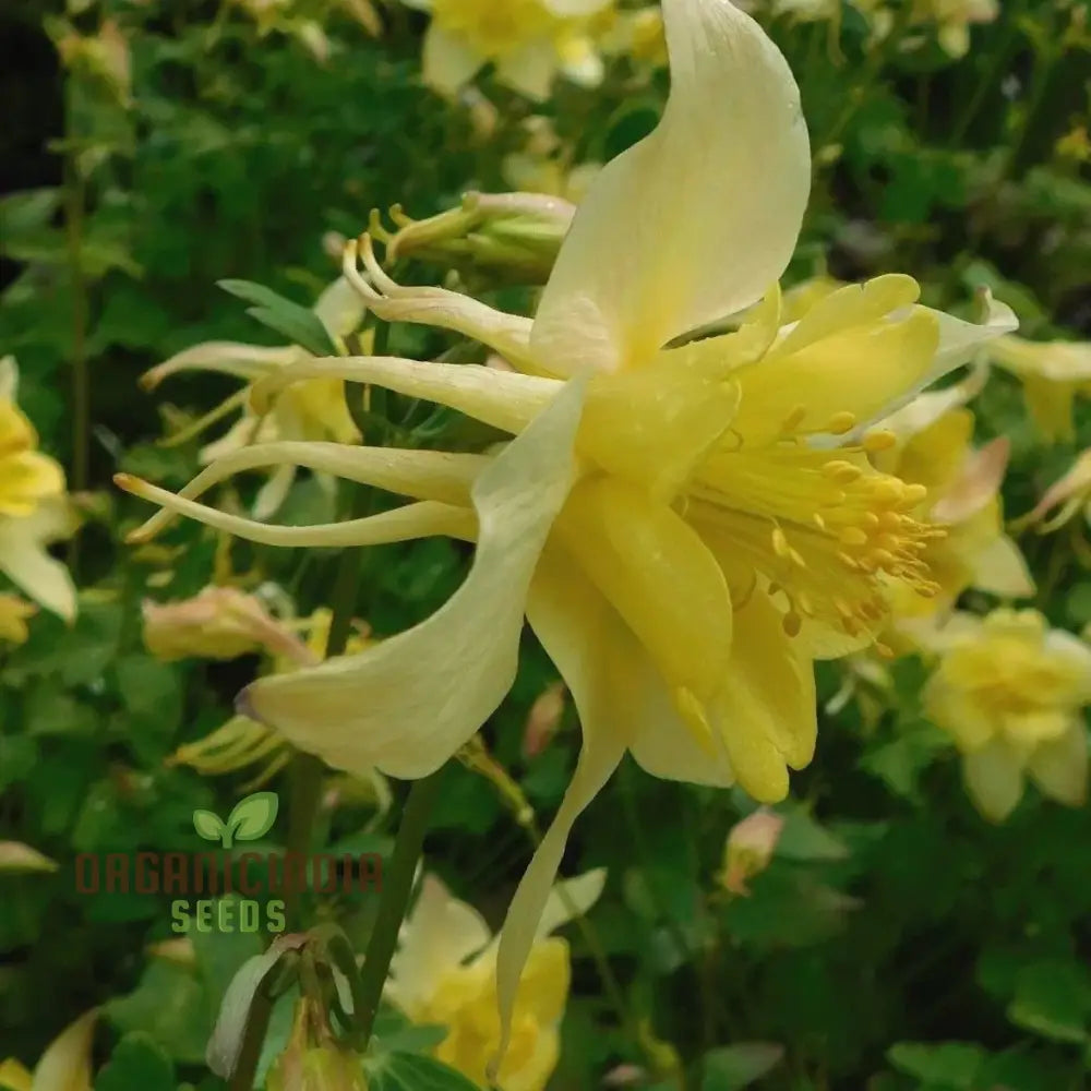 Aquilegia Flavescens Flower Seeds for Rare Yellow Columbine Blooms