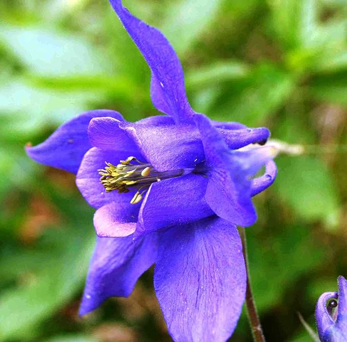 Aquilegia glandulosa seeds rare columbine flowers for gardens