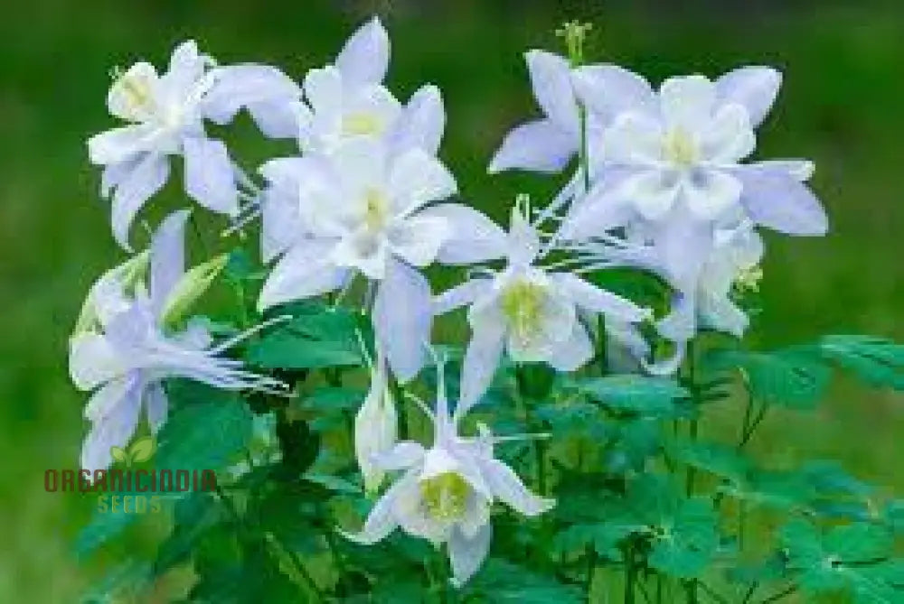 Aquilegia â€™Starburst Mixedâ€™ Seeds For Gardening Enthusiasts - Rare Perennial Flower Beautiful
