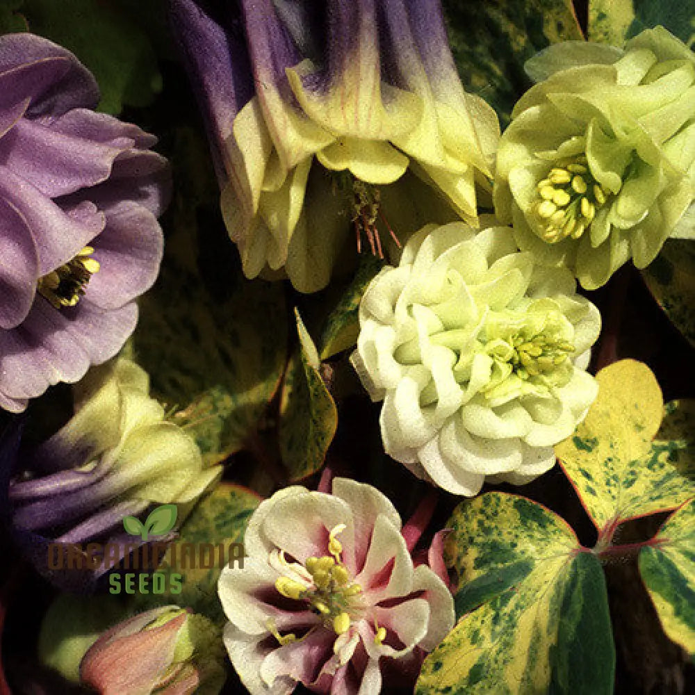 Aquilegia Vulgaris â€™Alchemistâ€™s Goldâ€™ Seeds - Exquisite Gardening Perennials For Beautiful Blooms