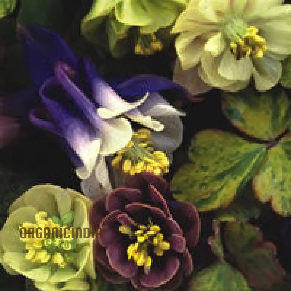 Aquilegia Vulgaris â€™Alchemistâ€™s Goldâ€™ Seeds - Exquisite Gardening Perennials For Beautiful Blooms